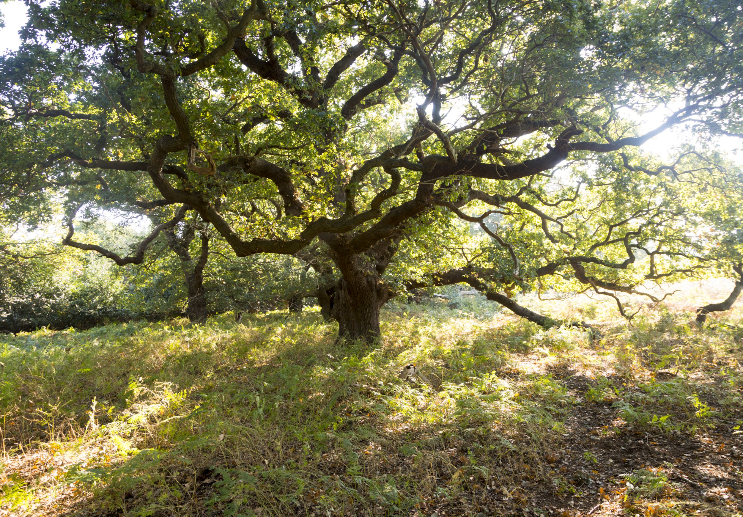 一棵树的特写：古代林地比新种植的林地存储更多的碳（照片：George Photos / Universal Images Group通过Getty）