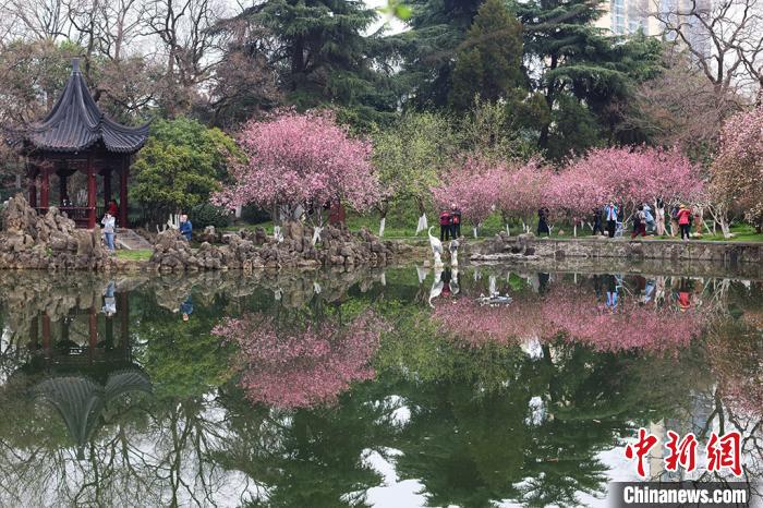 眼下正值南京莫愁湖公园海棠花盛开，吸引民众前来感受“诗情画意”。　泱波 摄