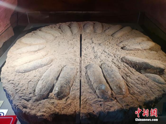 图为迄今已知最大的西峡恐龙蛋巢化石。
中新社记者 刘鹏 摄