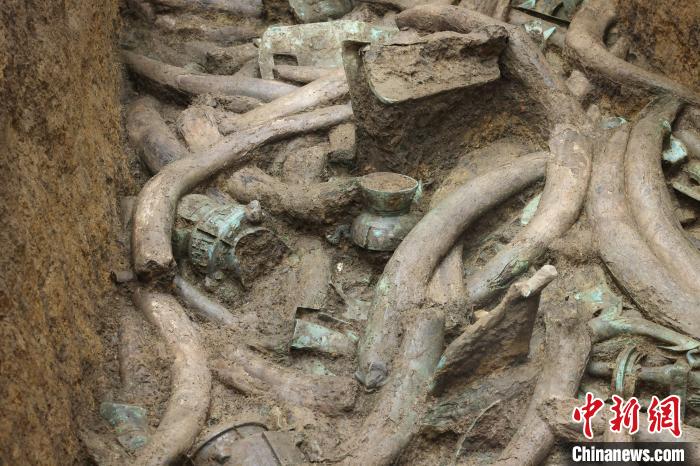 三星堆发掘出的象牙。 金沙遗址供图